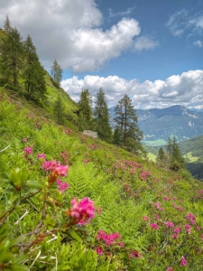 Almrauschblüte beim Wandern in der Region Schladming-Dachstein in der Steiermark – traumhafte Wanderwege rund um Ramsau am Dachstein